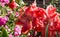 Double amaryllis, peach coral tones, with roses at side and in background