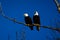 Double American bald eagles perch on tree snag against background of blue sky