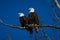 Double American bald eagles perch on tree snag against background of blue sky
