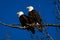 Double American bald eagles perch on tree snag against background of blue sky