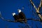 Double American bald eagles perch on tree snag against background of blue sky