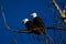 Double American bald eagles perch on tree snag against background of blue sky