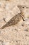 Double Banded Courser Bird