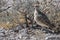 Double-banded courser, Namibia