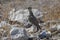 Double-banded Courser Rhinoptilus africanus gracilis