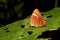 Double Banded Judy Butterfly, Abisara bifasciata, Bondla Wildlife Sanctuary