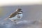 Double-banded Plover, Charadrius bicinctus bicinctus