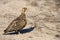 Double-Banded Sandgrouse