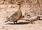 Double banded sandgrouse