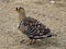 Double Banded Sandgrouse