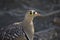 Double banded sandgrouse(Pterocles bicinctus)