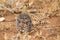 Double banded sandgrouse walking on hot sand in summer