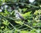 Double Barred Finch