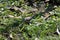 Double Barred Finch Grounded