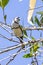 Double-barred Finch in Queensland Australia