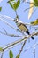 Double-barred Finch in Queensland Australia