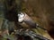 Double-barred finch (Taeniopygia bichenovii)