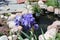 Double bearded, purple Sea Power Iris flowers in front of a pond in Wisconsin