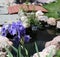 Double bearded, purple Sea Power Irises blooming in a garden with a pond, bridge and flagstone path