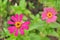 Double beautiful zinnia in garden