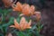 Double bloom orange lily
