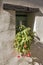 Double blossom Tuberous begonias in a pot on the windowsill