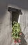 Double blossom Tuberous begonias in a pot on the windowsill