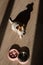 A double bowl for slow feeding and a bowl of water for the dog. Top view of a jack russell terrier dog near a pink plate