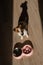 A double bowl for slow feeding and a bowl of water for the dog. Top view of a jack russell terrier dog near a pink plate