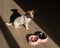 A double bowl for slow feeding and a bowl of water for the dog. Top view of a jack russell terrier dog near a pink plate