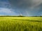 Double bright colorful rainbow in front of gloomy ominous clouds above an agricultural field planted with sunlit wheat during a