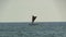 Double Canoe Hawaiian Sailing Craft On Ocean With Triangular Sail