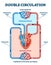 Double circulation vector illustration. Labeled educational blood route scheme