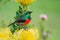 Double Collard Sunbird sitting on yellow pincushion protea flower