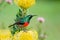 Double Collard Sunbird sitting on yellow pincushion protea flower