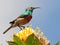 double collared sunbird