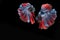 Double colorful Betta fish, Siamese fighting fish isolated on black background