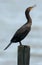 Double Crested Cormorant