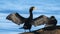 Double Crested Cormorant