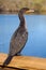 Double Crested Cormorant