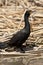 Double crested Cormorant