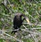 A Double-crested Cormorant #4