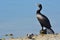 Double crested cormorant bird