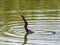 Double-crested cormorant catching a fish.