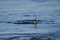 Double-crested Cormorant caught a fish