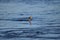 Double-crested Cormorant caught a fish