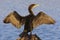 Double-crested Cormorant Drying Wings