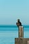 Double-crested cormorant drying wings on wood piling at a tropical beach