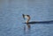 Double-crested Cormorant eating fish