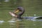 Double-crested Cormorant eating a large Brown Bullhead catfish -